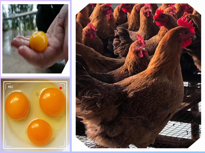 蛋鸡料添加酵母硒的效果